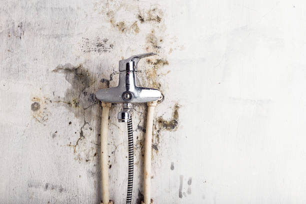 Best Office Mold Removal Services  in Nedrow, NY