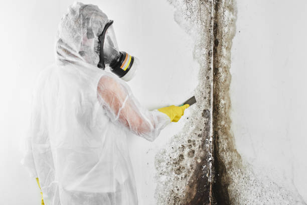 Home Mold Removal in Nedrow, NY