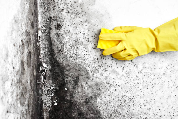 Crawl Space Mold Removal in Nedrow, NY