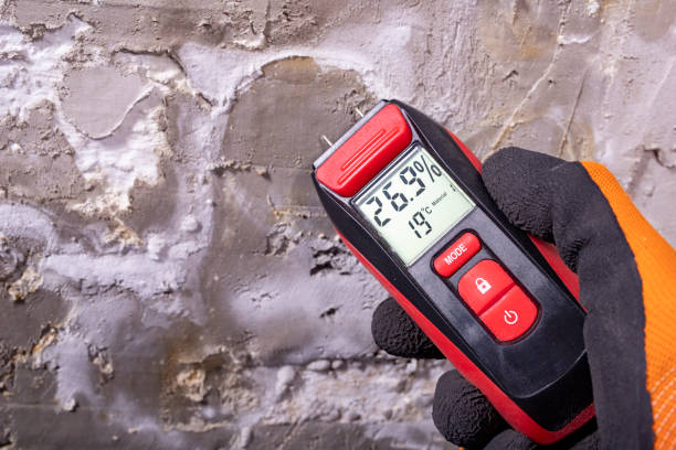 Best Mold Remediation Experts  in Nedrow, NY