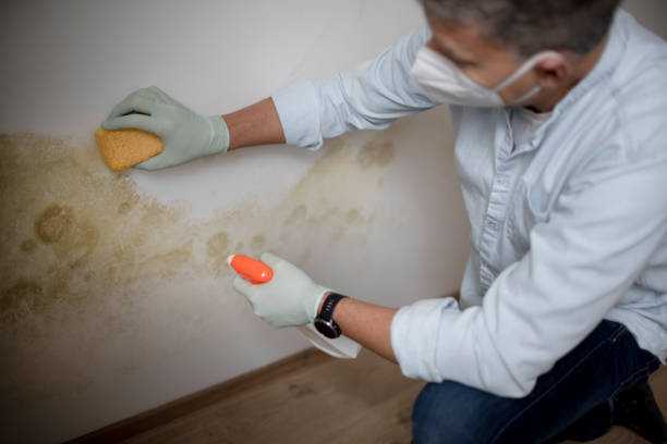 Best Commercial Mold Removal  in Nedrow, NY