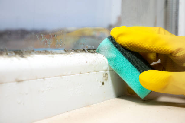 Best Crawl Space Mold Removal  in Nedrow, NY
