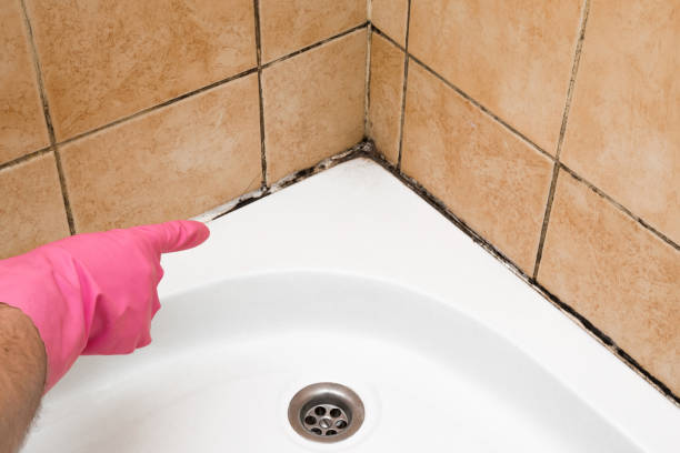 Best Toxic Mold Removal  in Nedrow, NY